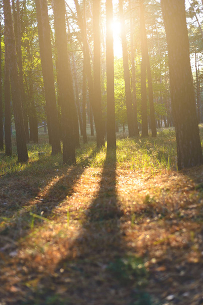 Φθινοπωρινό δάσος στο φως του ήλιου και σκιών που πέφτουν από τα δέντρα. Τόνωση - Φωτογραφία, εικόνα