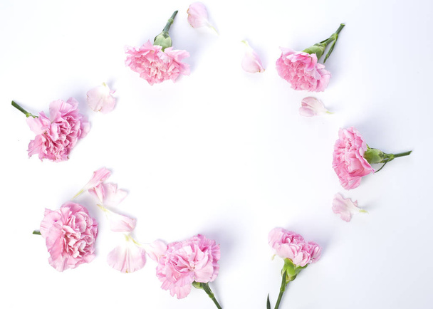 Claveles rosados florecen para el día de la madre sobre fondo blanco
 - Foto, imagen