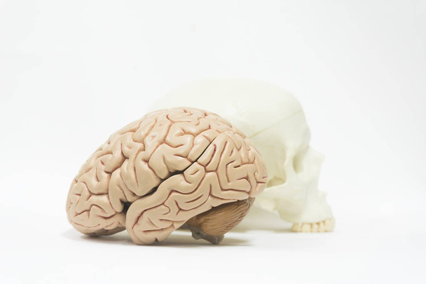 Modelo de cerebro y cráneo humano sobre fondo blanco
 - Foto, imagen