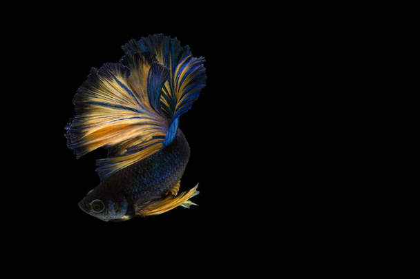 Daha iyi balık, Siyam mücadele balık, betta splendens (Halfmoon fan - Fotoğraf, Görsel