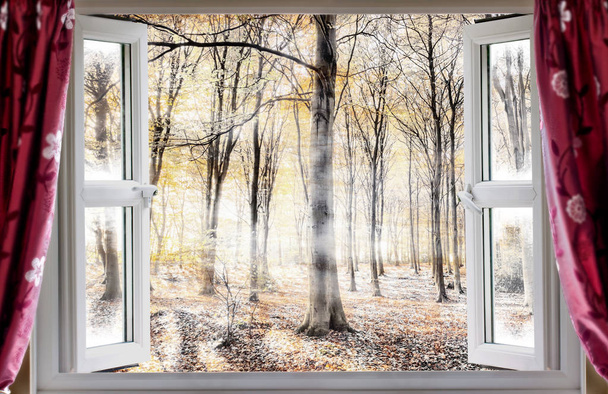 Forêt brumeuse à travers une fenêtre ouverte
 - Photo, image