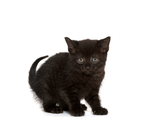 Cute black kitten - Foto, imagen