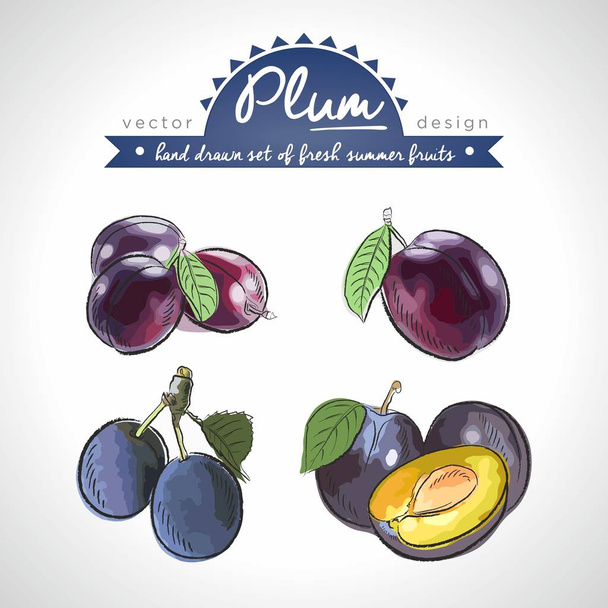 Plum. Vector hand drawn collection of sketch fresh fruits illustration. Isolated. - Vector, Image