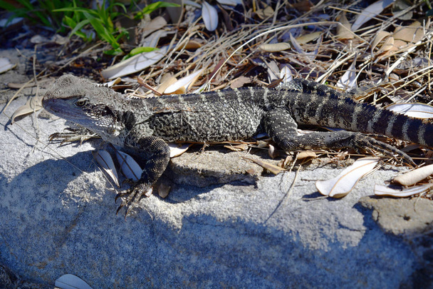 Austrálie, Sydney, Reptile - Fotografie, Obrázek
