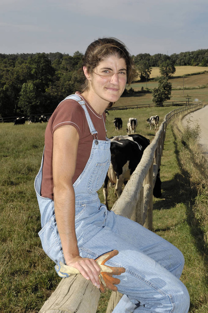 viljelijä istuu aidan ja takana hänen lehmälaumansa
 - Valokuva, kuva