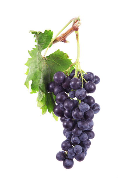 Ramo de uvas en fondo blanco
 - Foto, Imagen