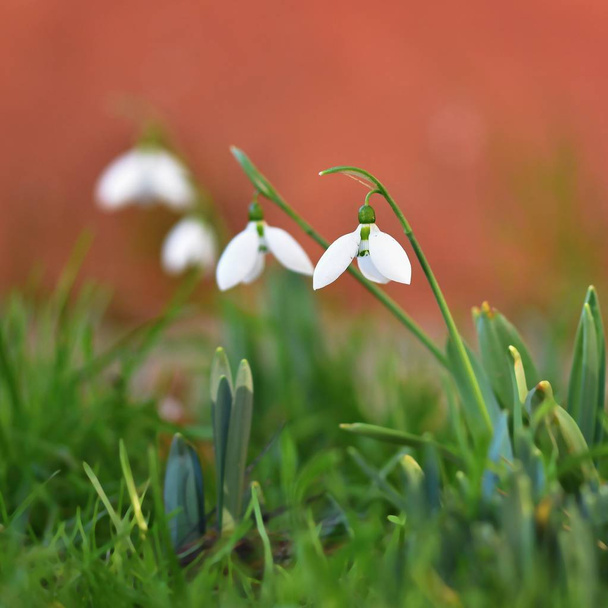 Przebiśniegi Wiosna Kwiaty. Pięknie kwitnący w trawie o zachodzie słońca. Delikatne Snowdrop kwiat jest jednym z symboli wiosna. (Amaryllidaceae - Galanthus nivalis) - Zdjęcie, obraz