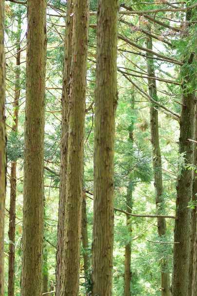 Φύση φόντου από ξύλινο πεύκα στο δάσος - Φωτογραφία, εικόνα