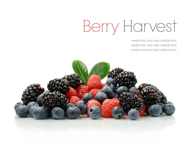 Berry sklizeň - Fotografie, Obrázek