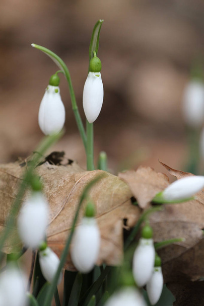Snowdrop. Galanthus nivalis. Snowdrop spring flowers. Snowdrop or Galanthus. Spring flower snowdrop is the first flower in the end of winter and the beginning of spring.Diagonal composition, without sharpen - Photo, Image