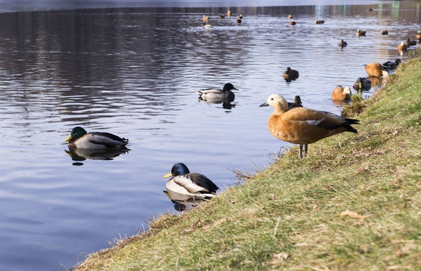 ducks on the park lake at late autumn, winter. background, animals - Foto, Imagen