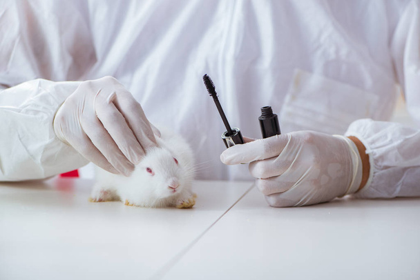 Valkoinen kani tieteellisessä laboratoriokokeessa - Valokuva, kuva
