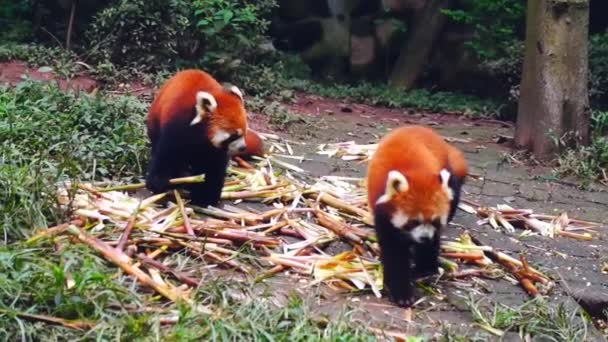 Miś panda czerwony jedzenie liści bambusa - Materiał filmowy, wideo