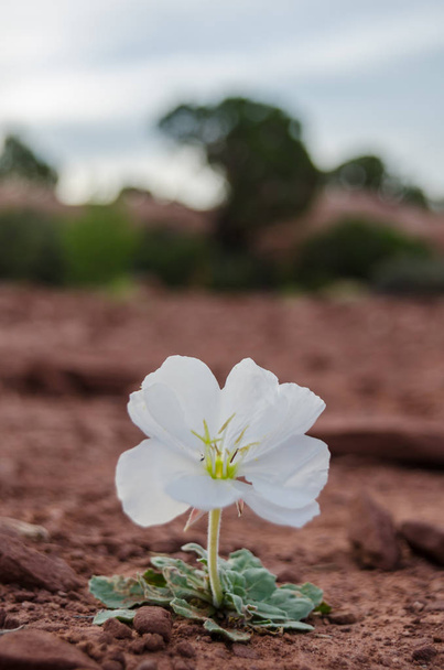 Biały kwiat rośnie na pustyni - Zdjęcie, obraz
