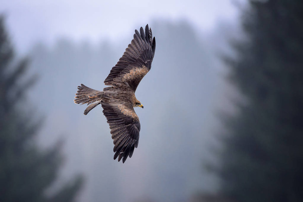 Zwarte Wouw - Milvus migrans, mooie bruine raptor uit Europese bos. Vogels spotten. Valkerij. - Foto, afbeelding