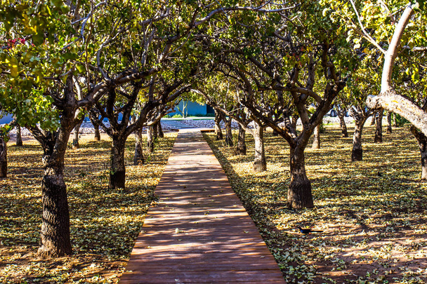 Wooden Walkway Thru Grove Of Trees - Foto, afbeelding