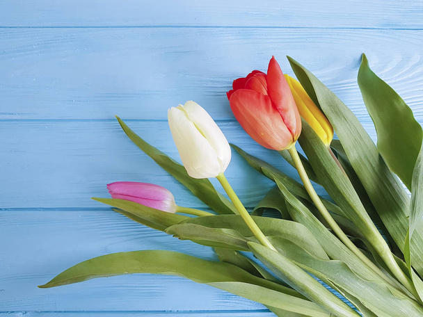 букет тюльпанів на синьому дерев'яному фоні
 - Фото, зображення