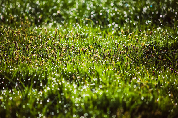 春に新緑の草に露が落ち - 写真・画像