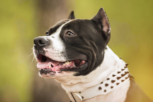 Pit Bull Terrier portrait on nature - Photo, Image