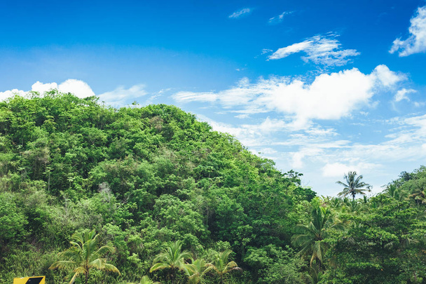Mooie levendige achtergrond bestaande uit bomen van het regenwoud van Midden-Amerika. Typische landschap van de Dominicaanse Republiek, Guatemala, Costa Rica. - Foto, afbeelding
