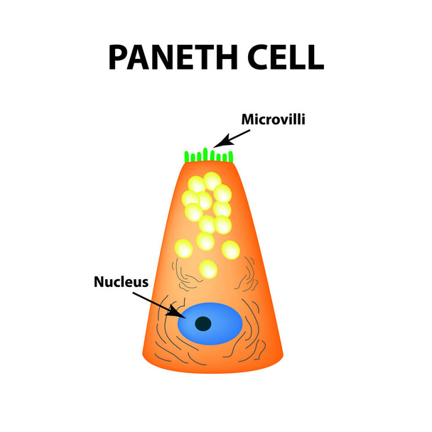 De structuur van Paneth cellen. Davidoff van de cel. fographics. Vectorillustratie op geïsoleerde achtergrond. - Vector, afbeelding