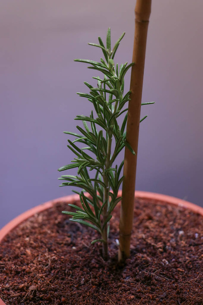 young, growing rosemary seedling potted in a clay pot - Фото, изображение