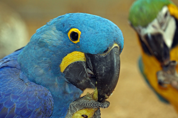 Parrot - Photo, Image