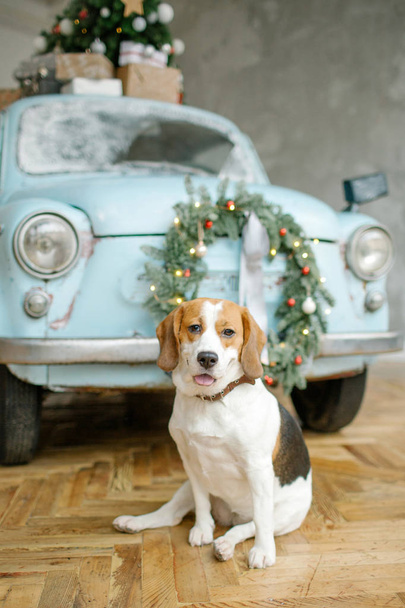 Beagle puppy in front of retro car with christmas tree - Foto, imagen