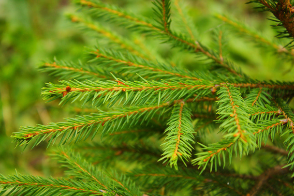 Pine - Photo, Image
