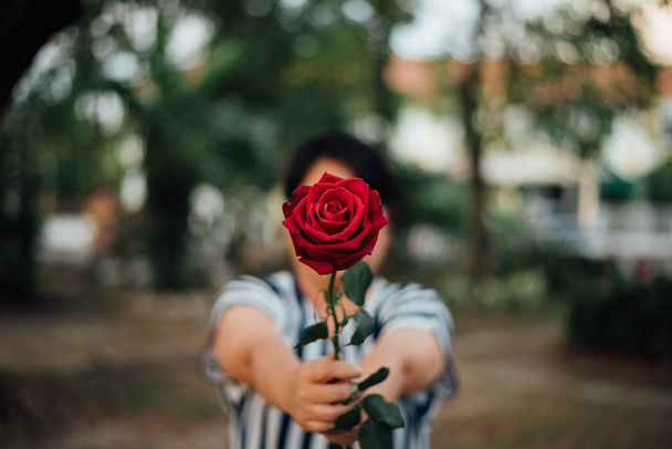 Fleur rose rouge avec main humaine à la Saint-Valentin
 - Photo, image