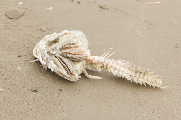 tote Fischkadaver zersetzen - Foto, Bild