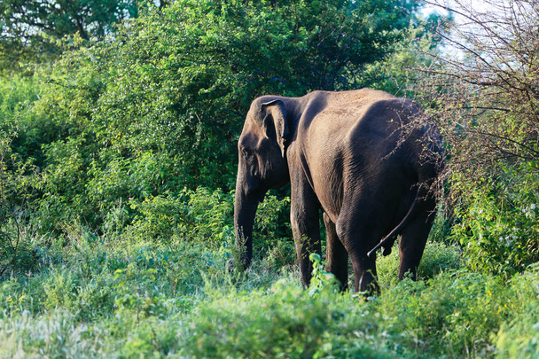 Erstaunliche Elefanten laufen durch die Natur. - Foto, Bild
