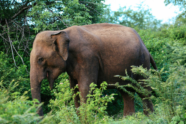 Hämmästyttäviä elefantteja kävelemässä ympäri luontoa
. - Valokuva, kuva