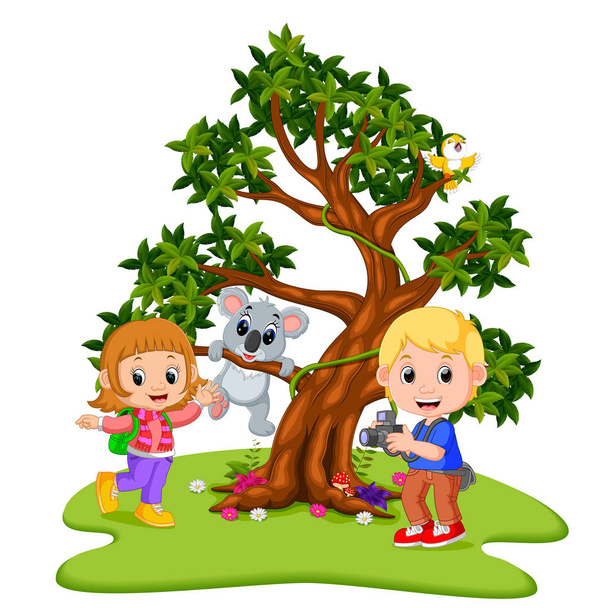 cute girl and photographer posing with koala holding on the tree - Vector, Image