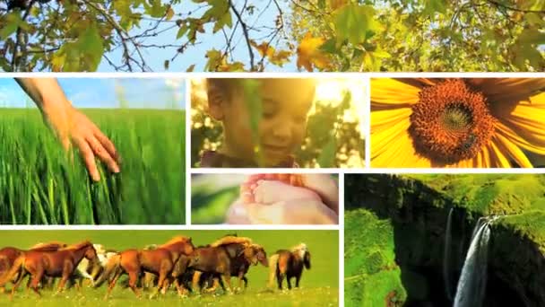 Elämän ja ekosysteemien kehittymisen montaasi
 - Materiaali, video