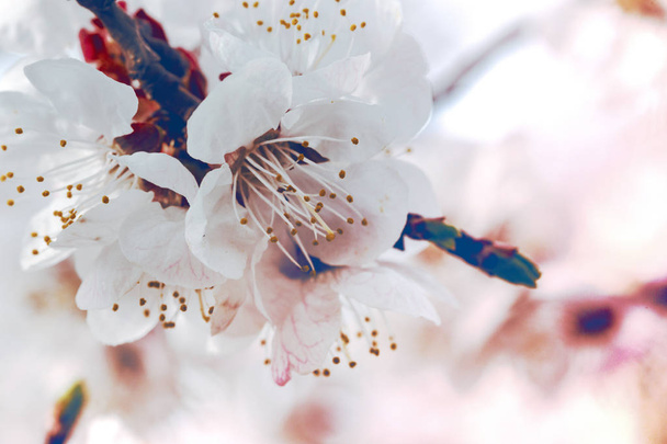 background blooming apricot  - Photo, image