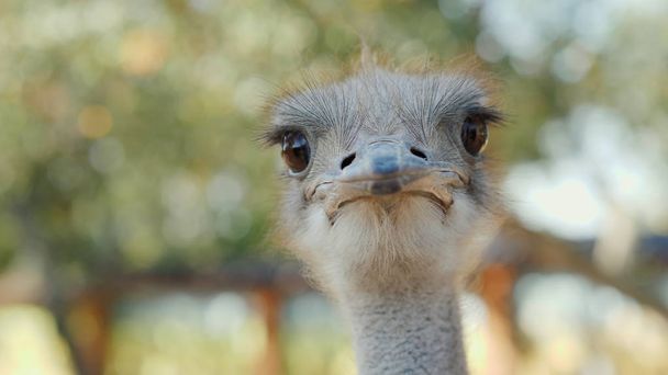 Portrait of a cool ostrich. Photo with shallow depth of field - Zdjęcie, obraz