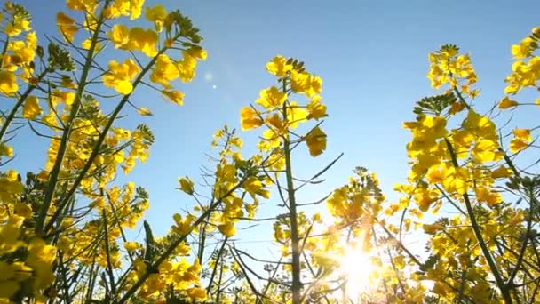 ανθίζοντας σπόρων ελαιοκράμβης - Πλάνα, βίντεο