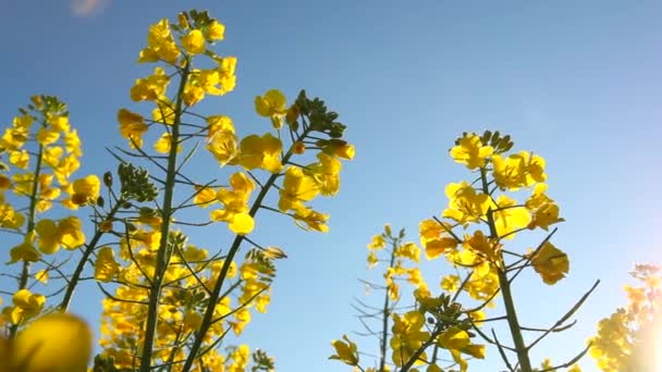 Repce vetőmag virágzás - Felvétel, videó