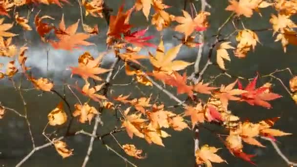 Oirase Gorge beautiful river druing the autumn season, Japan - Footage, Video