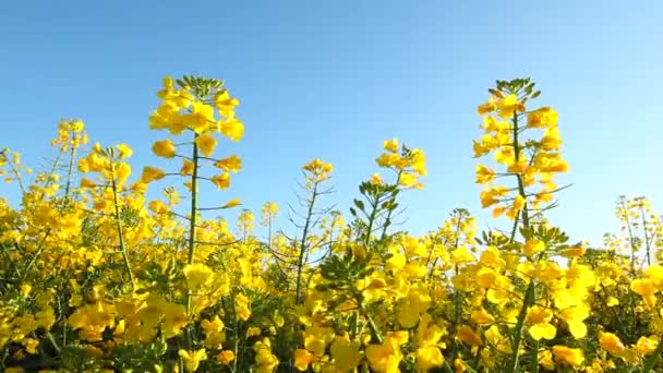 Floraison des graines de colza
 - Séquence, vidéo