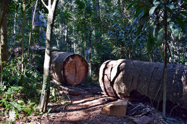 Величезні вирізати стовбур дерева в Bunya Національний парк - Фото, зображення