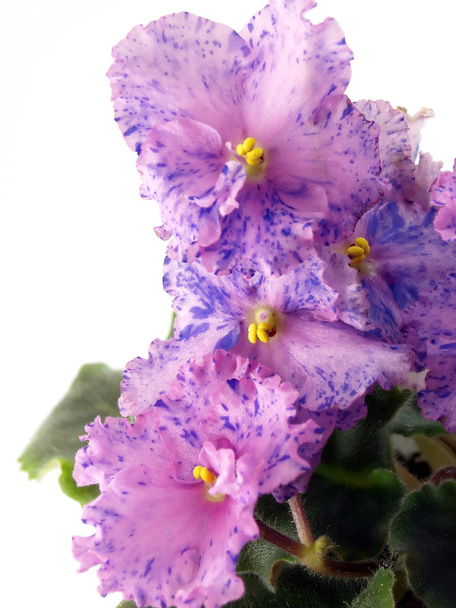 Цветущий цветок
 - Фото, изображение