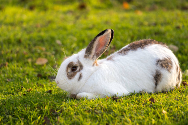 Niedliche Kaninchen grasen auf dem Gras. - Foto, Bild