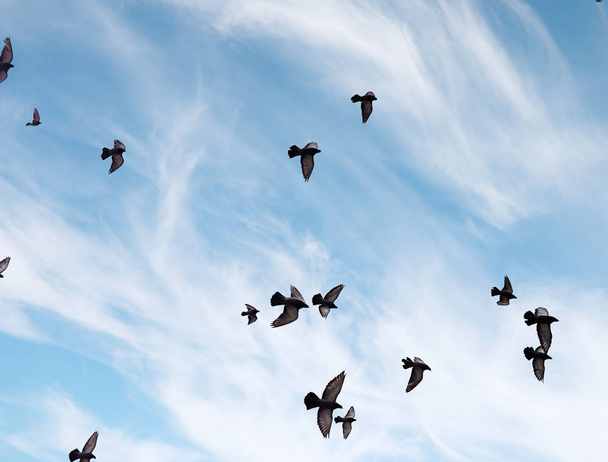 A flock of pigeons flies across the sky. Birds fly against the s - Photo, image