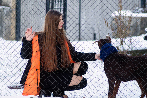 Une jeune fille est allée voir le vieux chien de Doberman dans une cage. Hiver par temps froid
. - Photo, image