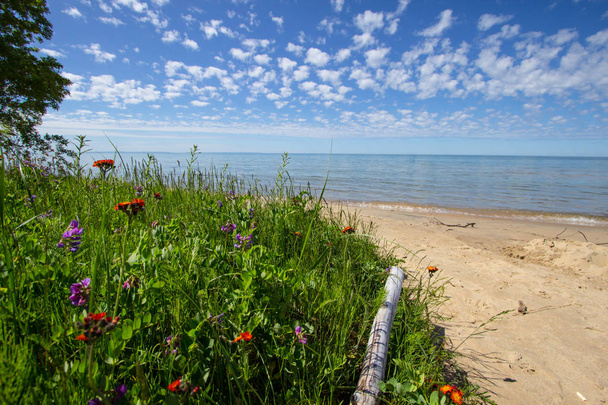 Polne kwiaty na tle plaży. Słoneczny, piaszczystej plaży z kwiaty na pierwszym planie i słoneczny błękitne niebo i woda na horyzoncie. Wybrzeże jeziora Michigan w Hiawatha National Forest w Upper Peninsula Michigan. - Zdjęcie, obraz