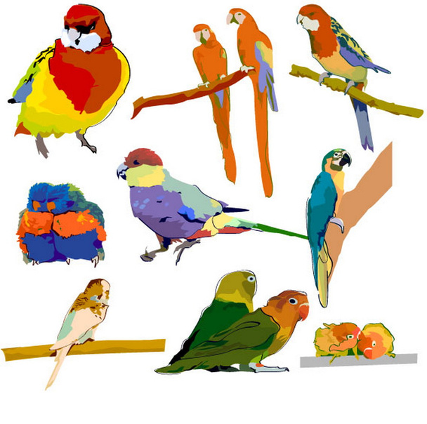 Készlet-ból különböző papagájok - Vektor, kép