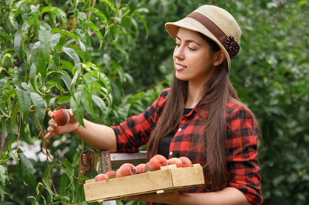 woman gardener picking peaches - 写真・画像