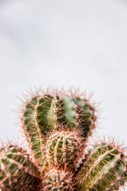 Cactus in een witte pot, kopie ruimte - Foto, afbeelding